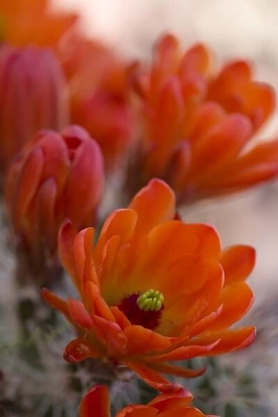 Engelmanns Hedgehog Flower, Echinorcereus engelmannii, Sonoran Desert, Desert Botanical Garden