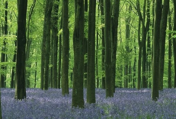 England, Beech forest & Bluebells (Hyacinthoides non-scripta), Wiltshire, England, UK