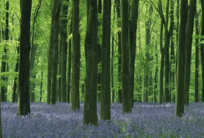 Framed Print : England, Beech forest & Bluebells (Hyacinthoides non-scripta), Wiltshire, England, UK Framed Print : England, Beech forest & Bluebells (Hyacinthoides non-scripta), Wiltshire, England, UK