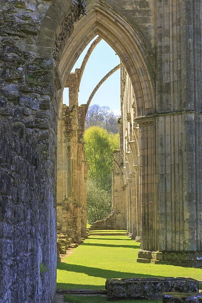 England, North Yorkshire, Rievaulx. 13th c. Cistercian ruins of Rievaulx Abbey. English Heritage