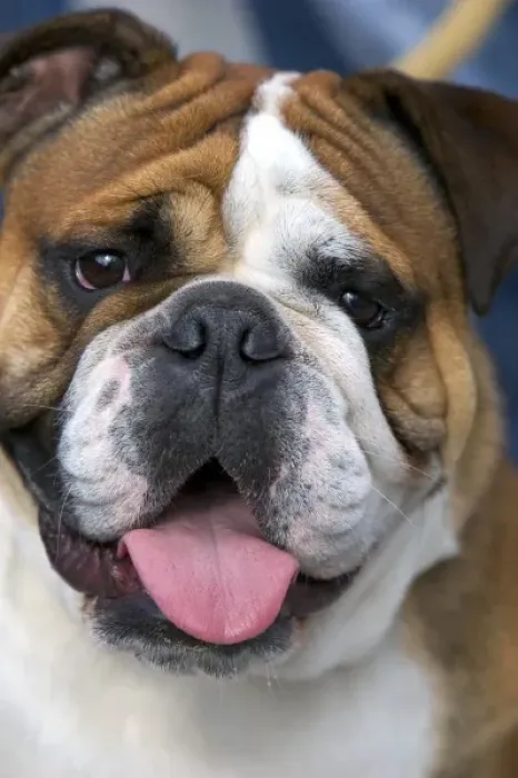 Framed Print : An english bulldog in Belgium