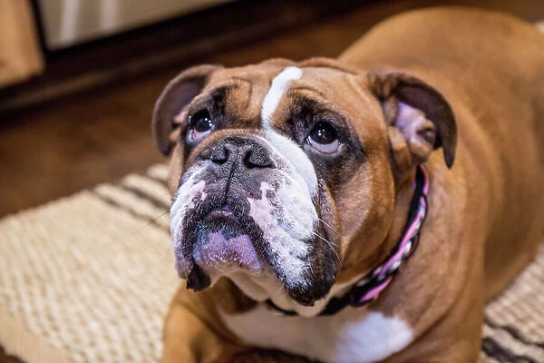 English Bulldog, on a down and stay command, hopeful for a treat