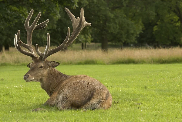 An english red deer stag in the grounds of Wollaton Hall, Nottingham, England. The