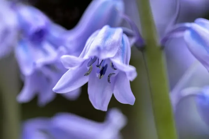 Framed Print : English wood hyacinth, USA