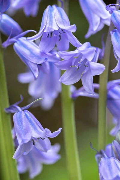 English wood hyacinth, USA