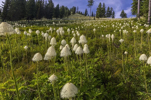 Epic bear grass bloom on Big Mountain in Whitefish, Montana, USA
