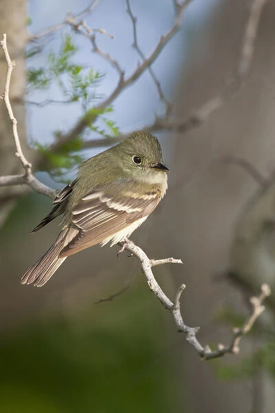 Epidonax species of flycatcher at South Padre Island, Texas during spring migration