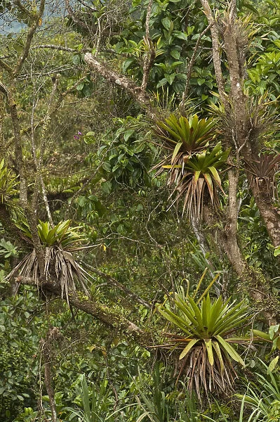Epiphytic Bromeliads Mindo Cloud Forest West slope of Andes