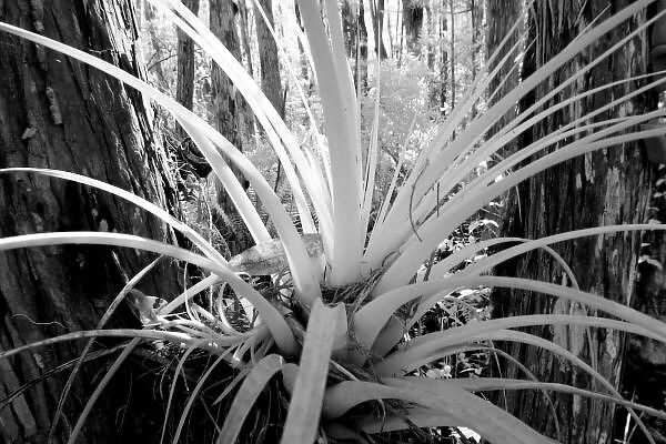 Epiphytic tillandsia are common in the Florida, USA