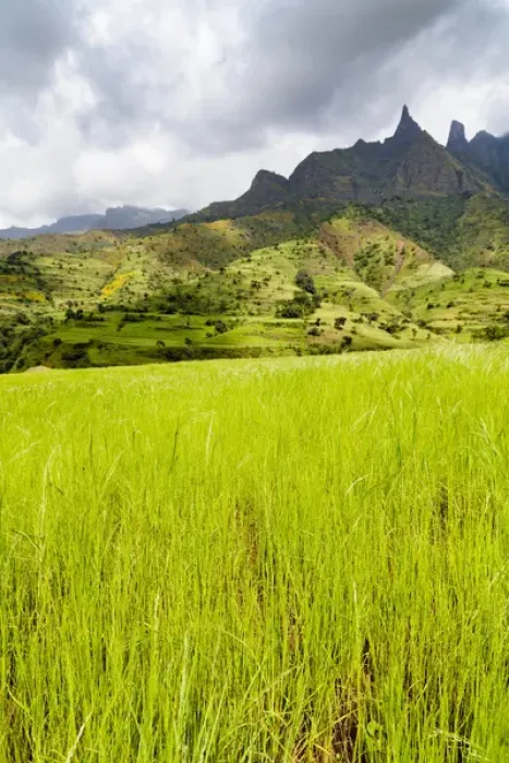 Framed Print : Eragrostis Tef near the Escarpment of the Semien Mountains, Ethiopia