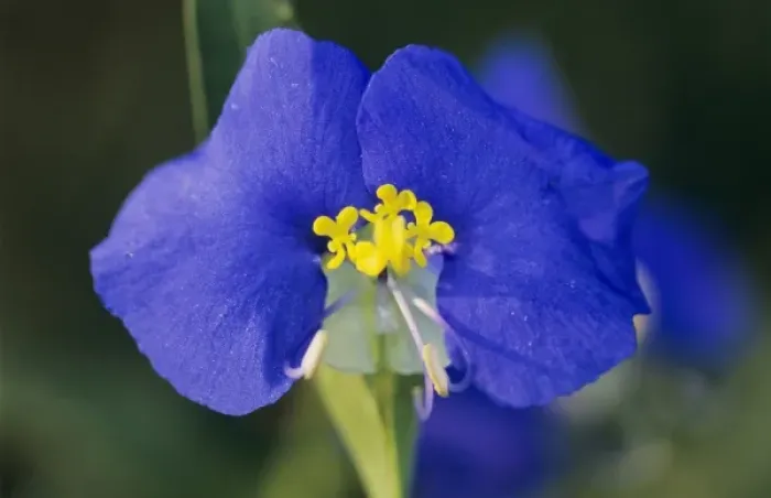 Framed Print : Erect Dayflower, Commelina erecta, blossom, Welder Wildlife Refuge, Sinton, Texas Framed Print : Erect Dayflower, Commelina erecta, blossom, Welder Wildlife Refuge, Sinton, Texas