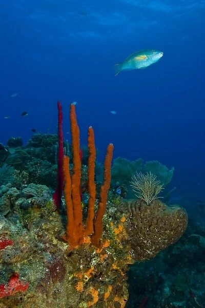 Erect Rope Sponge (Amphimedon compressa) & Princess Parrotfish (Scarus taeniopterus)
