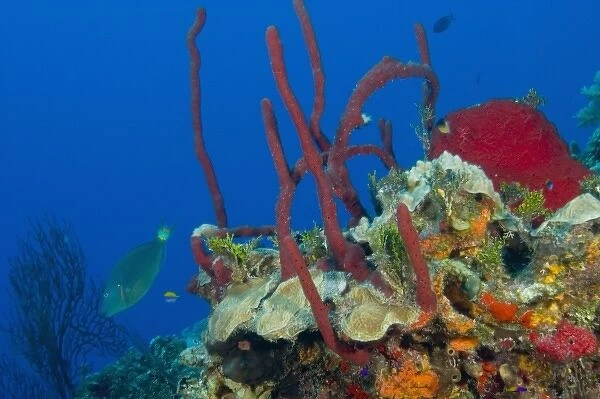 Erect Rope Sponge (Amphimedon compressa) & Parrotfish, Hol Chan Marine Park, Ambergris Caye