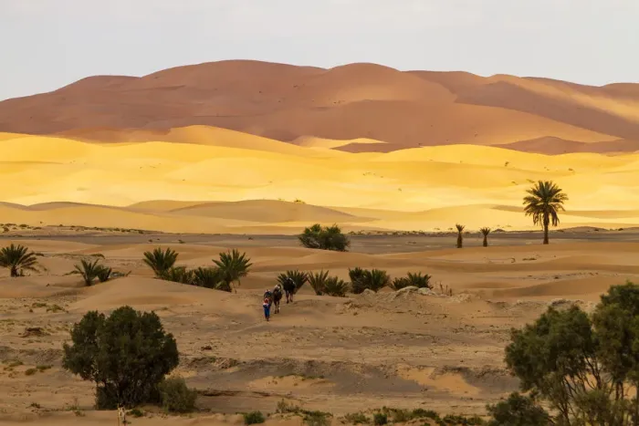 Framed Print : Erg Chebbi, Sahara Desert, Morocco. Camel trek on the Sahara Desert Framed Print : Erg Chebbi, Sahara Desert, Morocco. Camel trek on the Sahara Desert