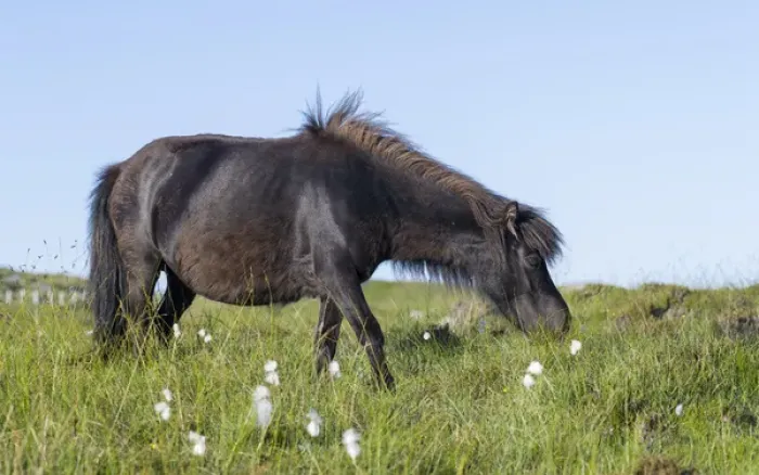 Framed Print : Eriskay Pony. A rare breed of pony called after the isle of Eriskay in the outer hebrides Framed Print : Eriskay Pony. A rare breed of pony called after the isle of Eriskay in the outer hebrides