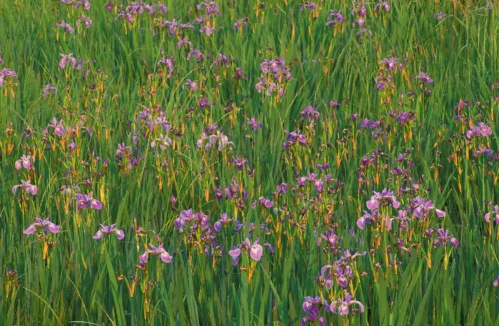 Framed Print : Errol, NH Large Blue Flags, Iris versicolor, in a marsh next to the Androscoggin River