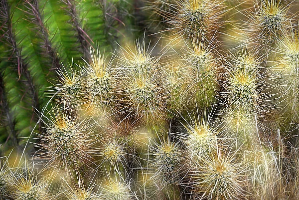 Espostoa Guentheri (Kupper) bulb. Woolly cactus close-up