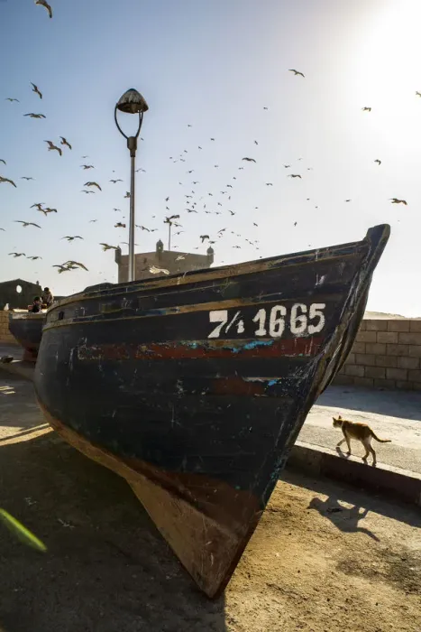 Framed Print : Essaouira, Morocco, Seagulls swam over a boat and a cat Framed Print : Essaouira, Morocco, Seagulls swam over a boat and a cat