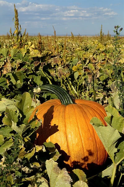 Estancia, New Mexico, United States Fall pumkins on display at pumpkin farm