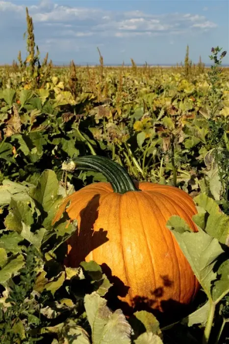 Framed Print : Estancia, New Mexico, United States Fall pumkins on display at pumpkin farm