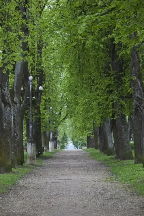 Framed Print : Estonia, Southeastern Estonia, Voru, Kateriina allee, tree-lined path Framed Print : Estonia, Southeastern Estonia, Voru, Kateriina allee, tree-lined path