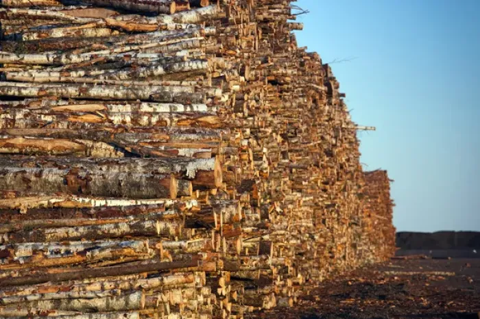 Framed Print : Estonia, Southwestern Estonia, Parnu, wood logs at commercial port