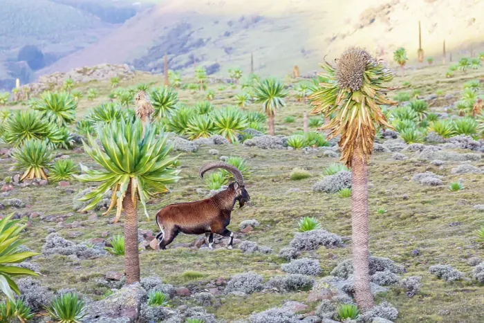 Framed Print : Ethiopia. Amhara. North Gondar. Walia Ibex among giant lobelia in the Ethiopian highlands Framed Print : Ethiopia. Amhara. North Gondar. Walia Ibex among giant lobelia in the Ethiopian highlands