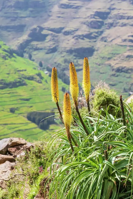 Framed Print : Ethiopia. Amhara. North Gondar. Red hot poker flowers in the Ethiopian highlands Framed Print : Ethiopia. Amhara. North Gondar. Red hot poker flowers in the Ethiopian highlands