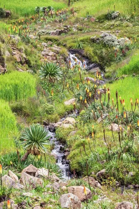 Framed Print : Ethiopia. Amhara. North Gondar. Red hot poker flowers and a stream in the Ethiopian highlands Framed Print : Ethiopia. Amhara. North Gondar. Red hot poker flowers and a stream in the Ethiopian highlands
