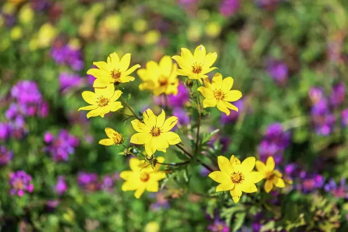 Framed Print : Ethiopia. Amhara. Yellow wildflowers in the Ethiopian highlands Framed Print : Ethiopia. Amhara. Yellow wildflowers in the Ethiopian highlands
