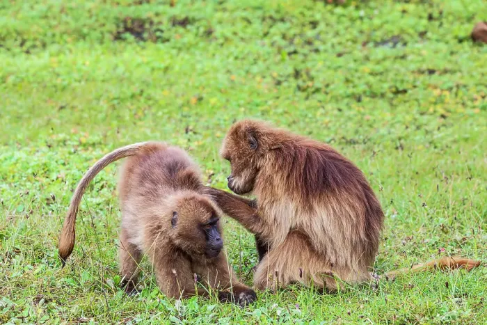 Framed Print : Ethiopia. North Gondar. Simien Mountains National Park. A pair of Gelada baboons grooming each other