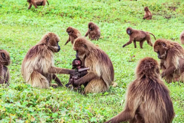 Framed Print : Ethiopia. North Gondar. Simien Mountains National Park. Mother and baby Gelada baboon in a troop Framed Print : Ethiopia. North Gondar. Simien Mountains National Park. Mother and baby Gelada baboon in a troop