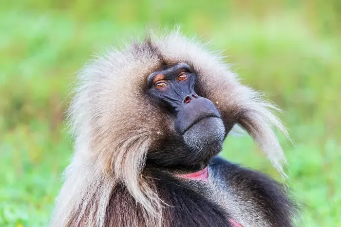 Framed Print : Ethiopia. North Gondar. Simien Mountains National Park. Lone male Gelada baboon Framed Print : Ethiopia. North Gondar. Simien Mountains National Park. Lone male Gelada baboon