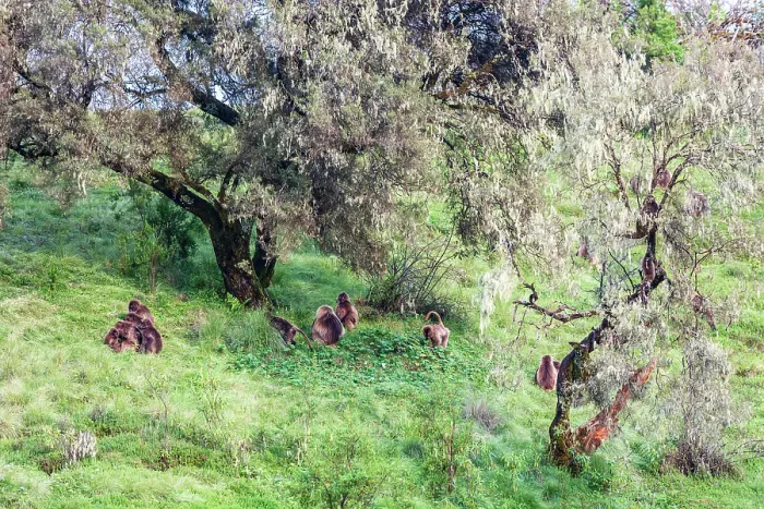 Framed Print : Ethiopia. North Gondar. Simien Mountains National Park. A troop of Gelada baboons under trees
