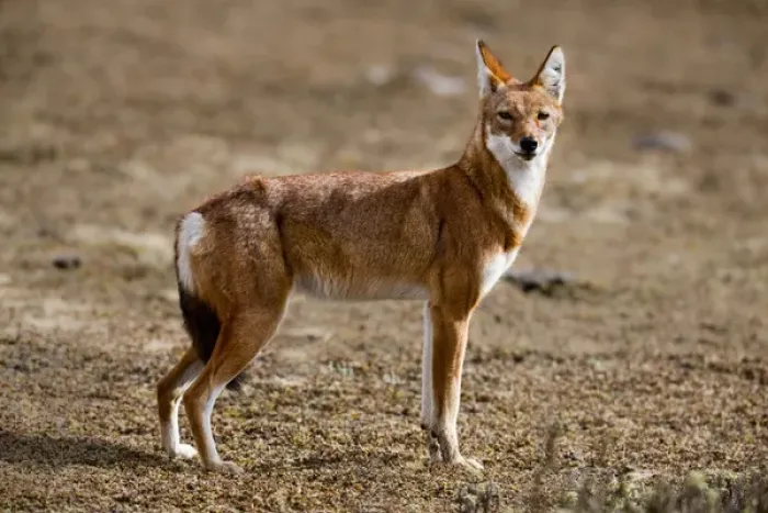 Framed Print : Ethiopian Wolf (Canis simensis), Bale Mountains National Park, Ethiopia Framed Print : Ethiopian Wolf (Canis simensis), Bale Mountains National Park, Ethiopia