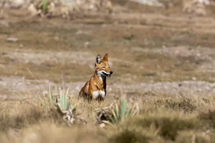 Framed Print : Ethiopian Wolf (Canis simensis), Bale Mountains National Park, Ethiopia