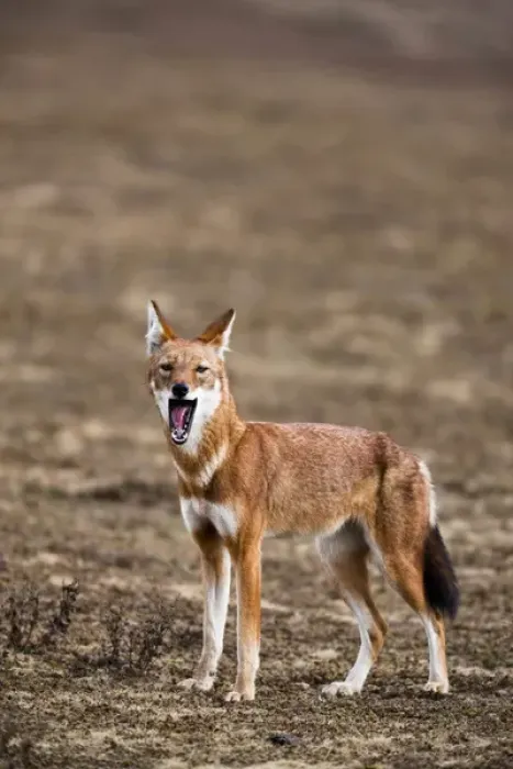 Framed Print : Ethiopian Wolf (Canis simensis), Bale Mountains National Park, Ethiopia Framed Print : Ethiopian Wolf (Canis simensis), Bale Mountains National Park, Ethiopia
