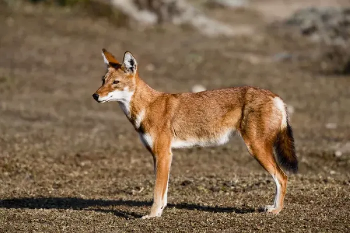 Framed Print : Ethiopian Wolf (Canis simensis), Bale Mountains National Park, Ethiopia Framed Print : Ethiopian Wolf (Canis simensis), Bale Mountains National Park, Ethiopia