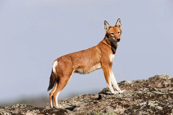 Ethiopian Wolf (Canis simensis), Bale Mountains National Park, Ethiopia