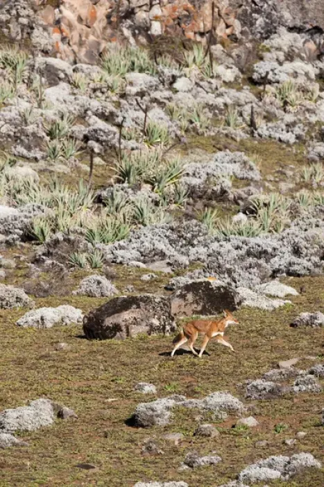 Framed Print : Ethiopian Wolf (Canis simensis), Bale Mountains National Park, Ethiopia Framed Print : Ethiopian Wolf (Canis simensis), Bale Mountains National Park, Ethiopia