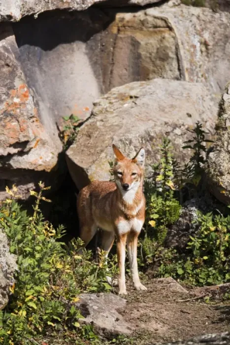Framed Print : Ethiopian Wolf (Canis simensis) at den in the Bale Mountains National Park Framed Print : Ethiopian Wolf (Canis simensis) at den in the Bale Mountains National Park