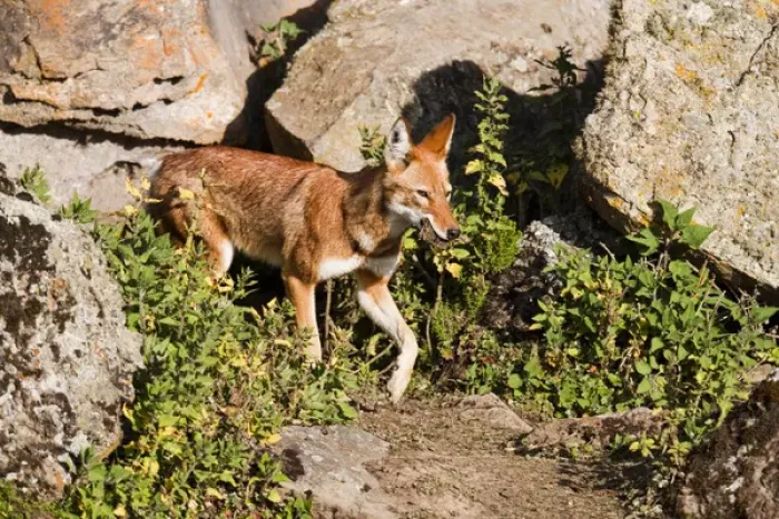 Framed Print : Ethiopian Wolf (Canis simensis) mmother bringing prey, a rodent, to the pups, litter