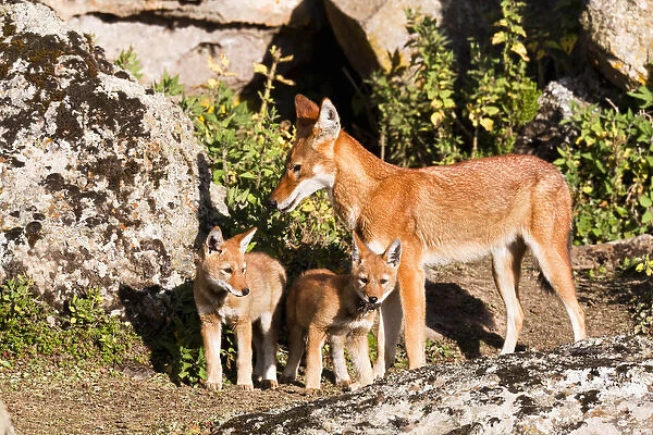 Ethiopian Wolf (Canis simensis) mother bringing prey, a rodent, to the begging and eating pups