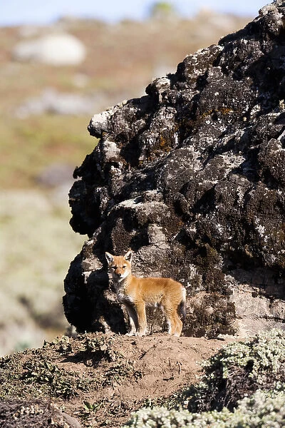Ethiopian Wolf (Canis simensis) pup in front of den in the Bale Mountains National Park