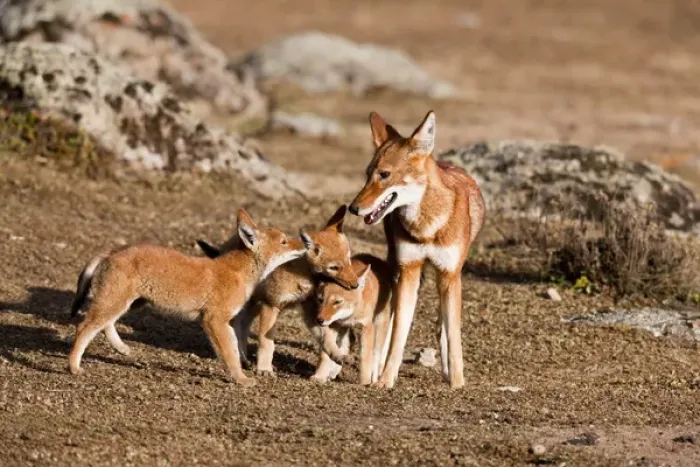 Framed Print : Ethiopian Wolf (Canis simensis) pups, litter playing with mother near their den in Framed Print : Ethiopian Wolf (Canis simensis) pups, litter playing with mother near their den in