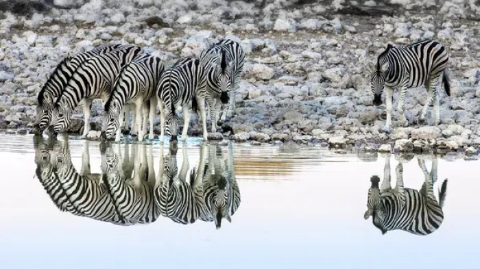 Framed Print : Etosha National Park, Etosha; Namibia, Africa. Reflections Zebras at a watering hole Framed Print : Etosha National Park, Etosha; Namibia, Africa. Reflections Zebras at a watering hole