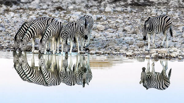 Etosha National Park, Etosha; Namibia, Africa. Reflections Zebras at a watering hole