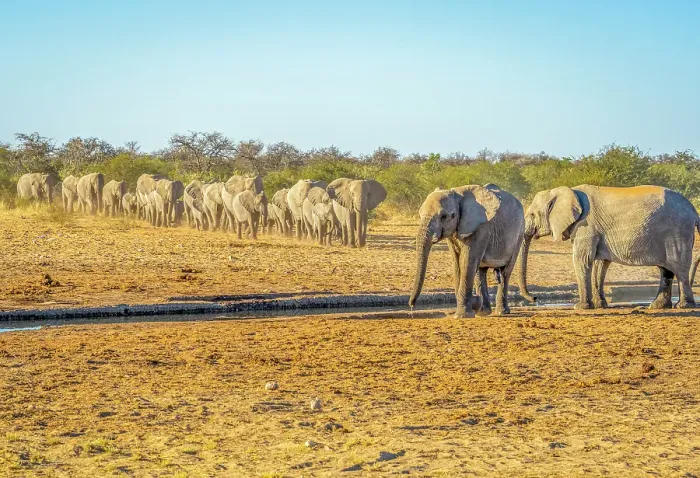 Framed Print : Etosha National Park, Namibia. Portrait of large herd and families of African elephants walking in group to drink water from a pond