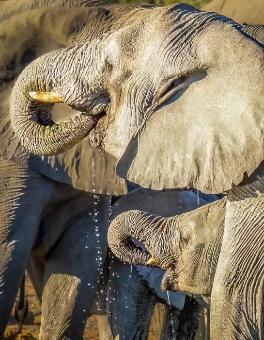 Framed Print : Etosha National Park, Namibia. Close-up portrait of mother and baby African bush elephants drinking water from a pond Framed Print : Etosha National Park, Namibia. Close-up portrait of mother and baby African bush elephants drinking water from a pond