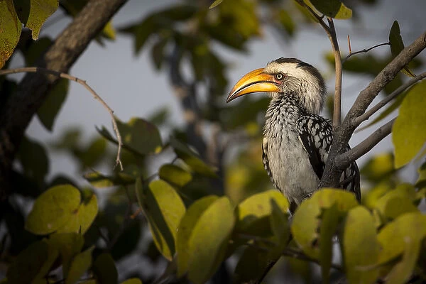 Etosha National Park, Namibia, Africa. Yellow-billed hornbill perched in a tree
